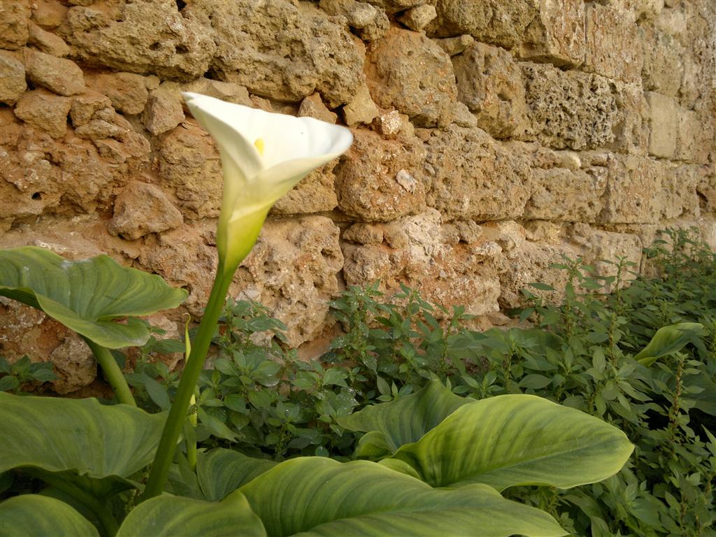 La Pro-Loco di Galatina indice un concorso di poesia La Pro-Loco di Galatina indice un concorso di poesia