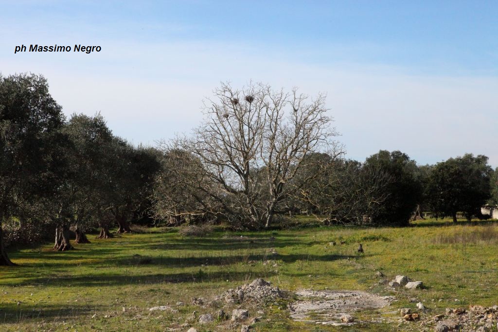 Trekking nei dintorni di Galatina