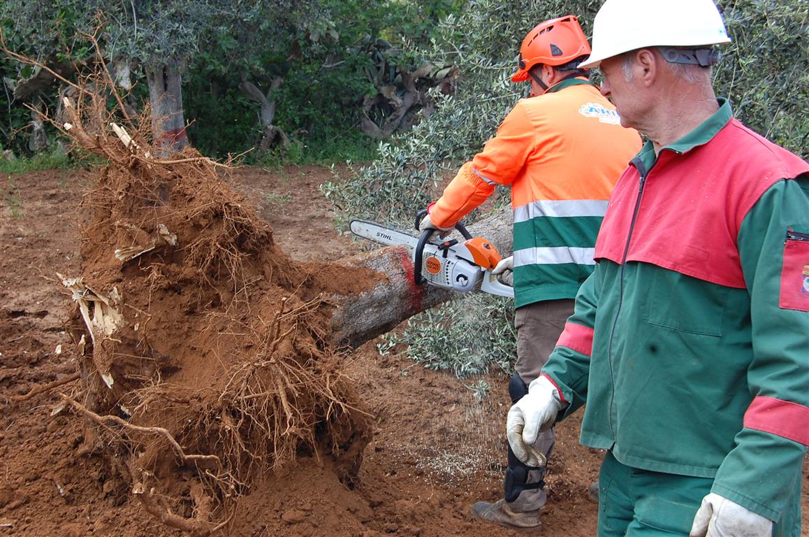 La 'xylella fastidiosa' fa 'vittime' anche a Galatina