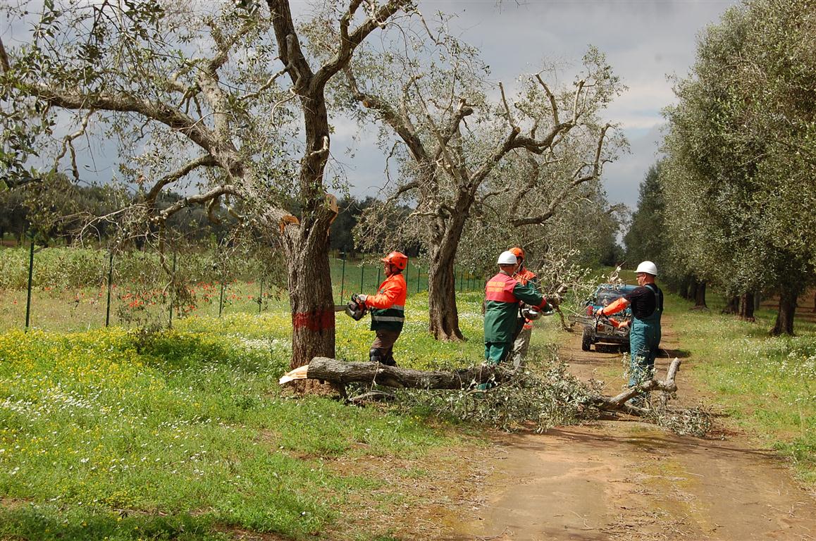 &quot;Contro la mattanza degli ulivi salentini&quot;