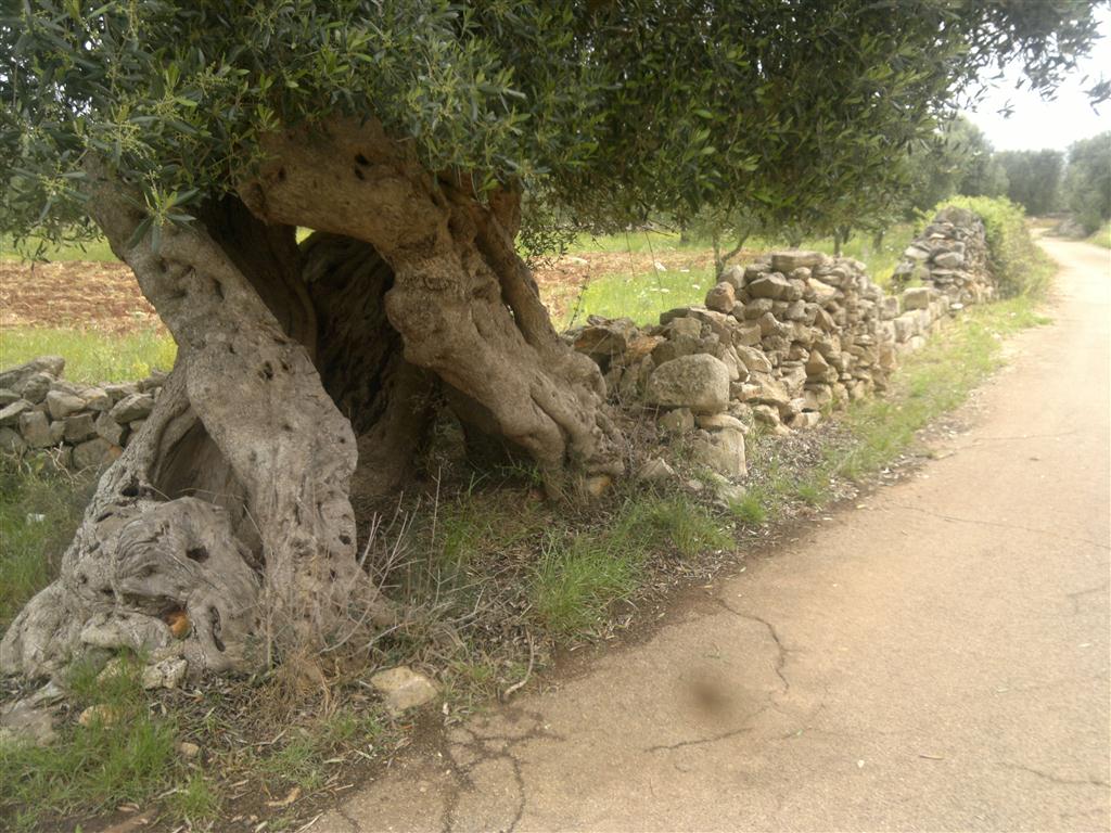 Ritorno alle origini Ritorno alle origini
