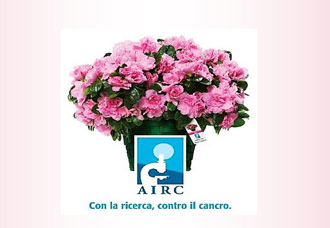 A Galatina le azalee della ricerca A Galatina le azalee della ricerca