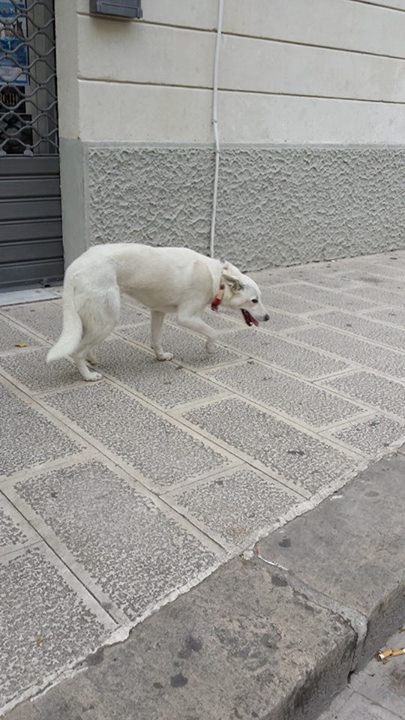 I suoi padroni la cercano I suoi padroni la cercano