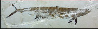 Il mare nella Pietra. I pesci fossili del Cretaceo del Salento Il mare nella Pietra. I pesci fossili del Cretaceo del Salento