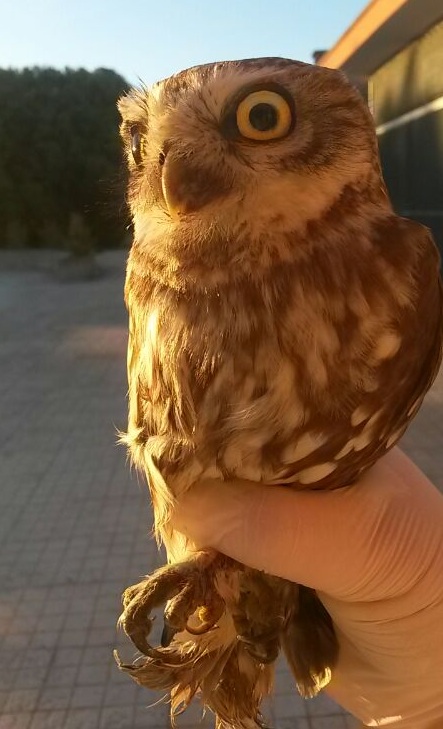 Civetta salvata dai pompieri a Galatina