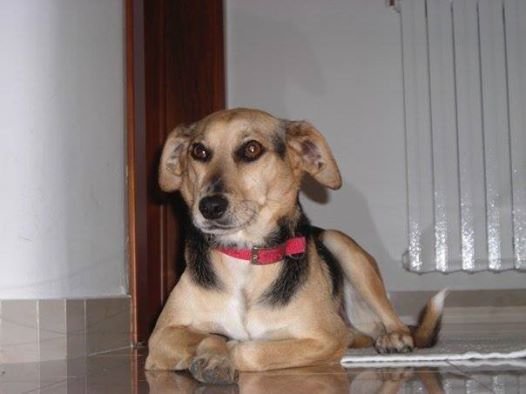 Aiutateci a ritrovare Titti!