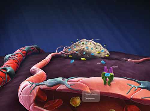 Un recettore degli endocannabinoidi controlla la crescita muscolare 