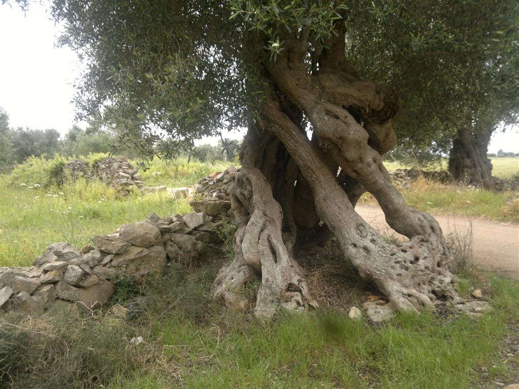 &quot;Difendiamo insieme gli ulivi millenari del Salento&quot;