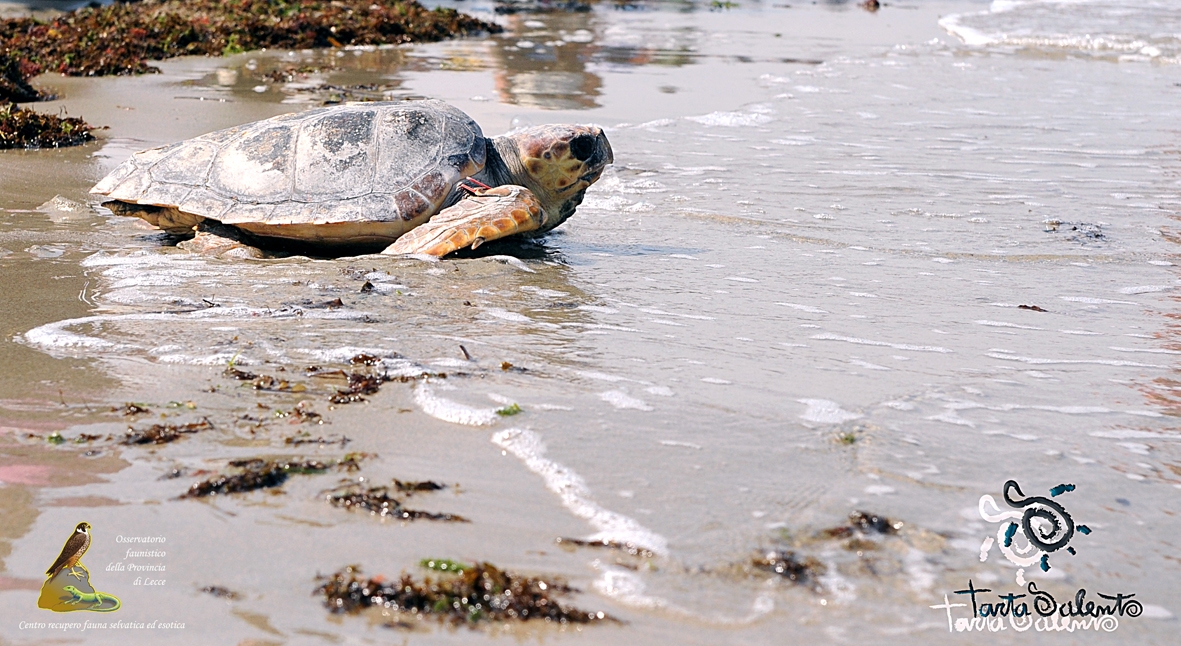 Le Caretta Caretta oggi tornano in mare Le Caretta Caretta oggi tornano in mare