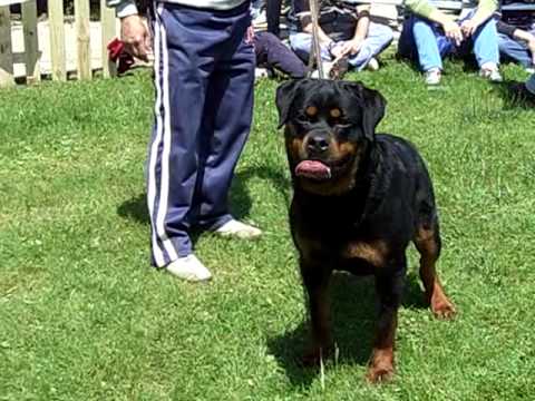 Bambina galatinese azzannata in casa da un rottweiler Bambina galatinese azzannata in casa da un rottweiler