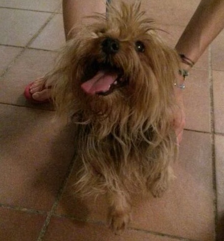 Cagnolina incinta trovata in via Liguria nella notte Cagnolina incinta trovata in via Liguria nella notte