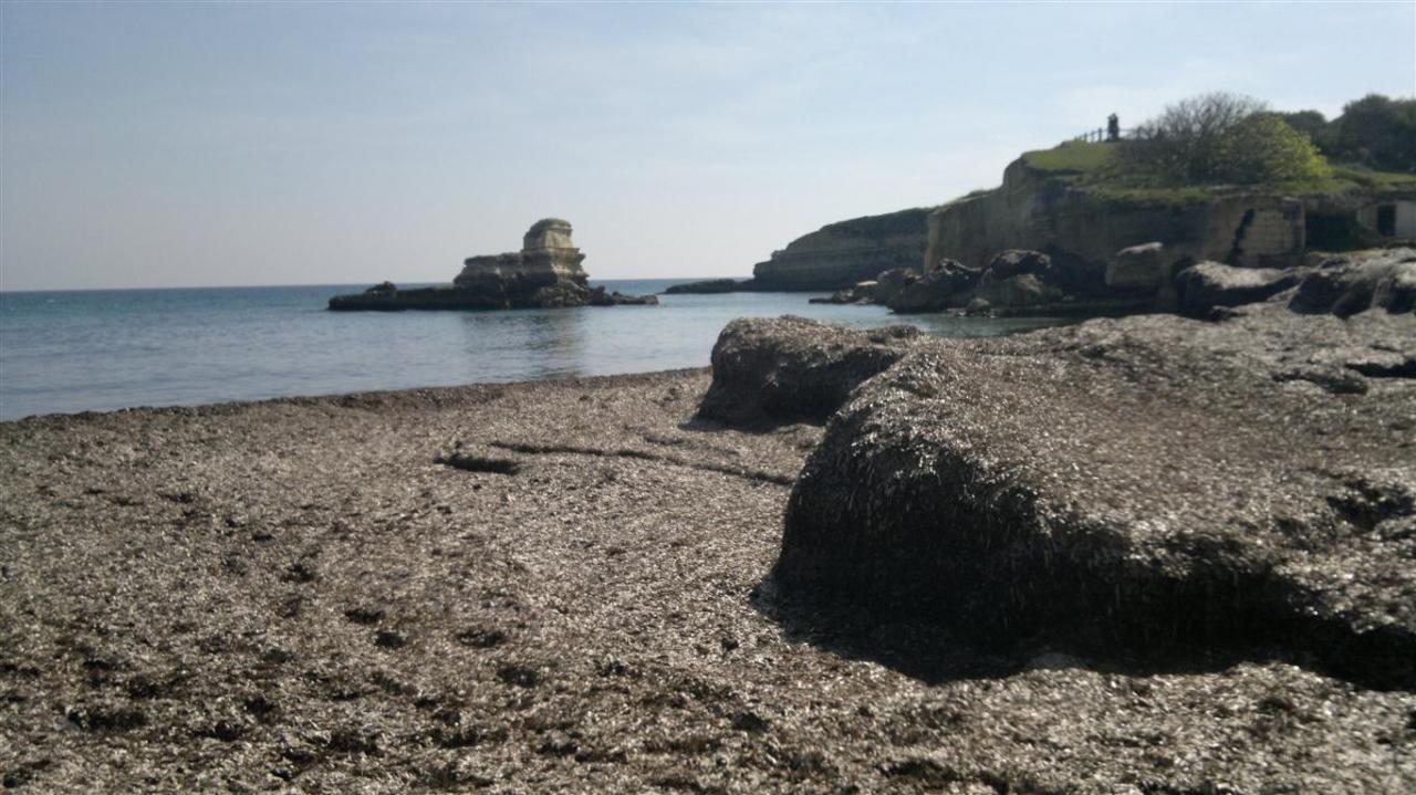 Compost dalla posidonia, autorizzato un impianto ad Arnesano