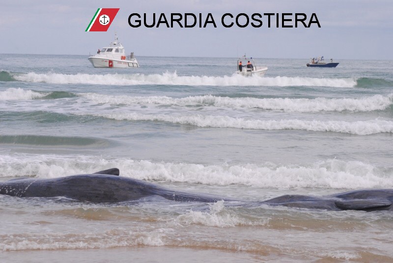 Salvati quattro dei sette capodogli spiaggiati a Vasto