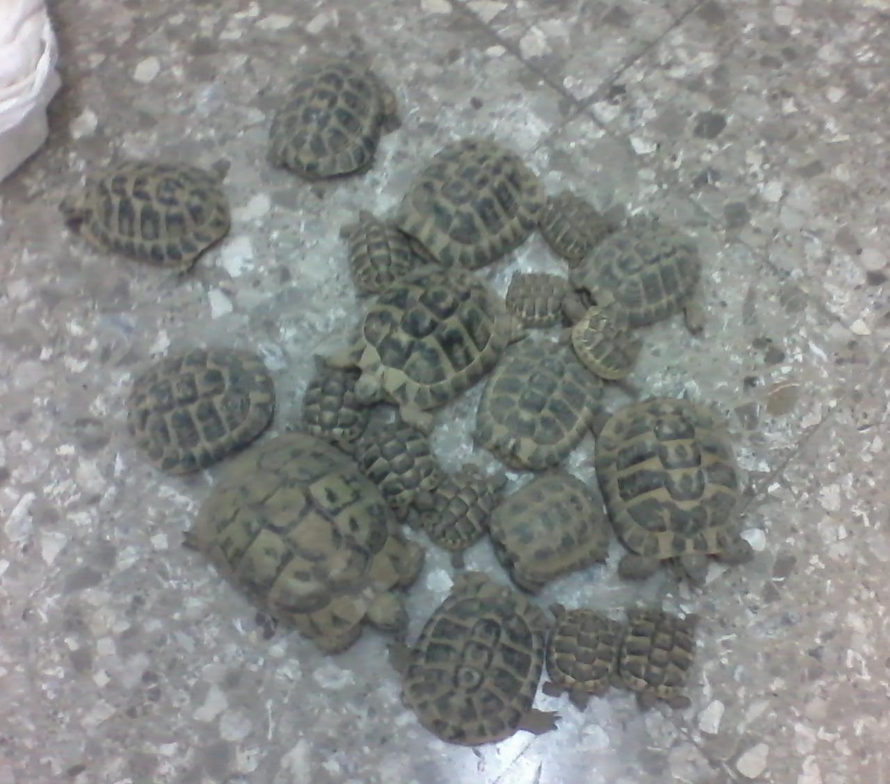 Liberi i ladri di tartarughe