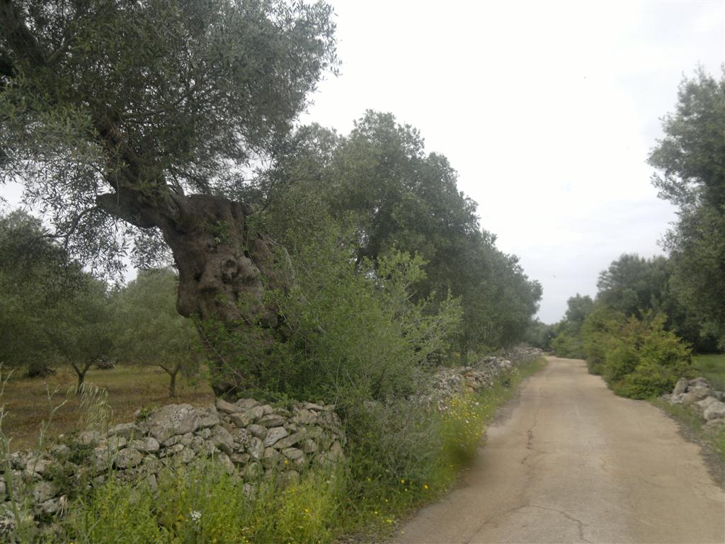 Convegno a Galatina per salvare gli ulivi