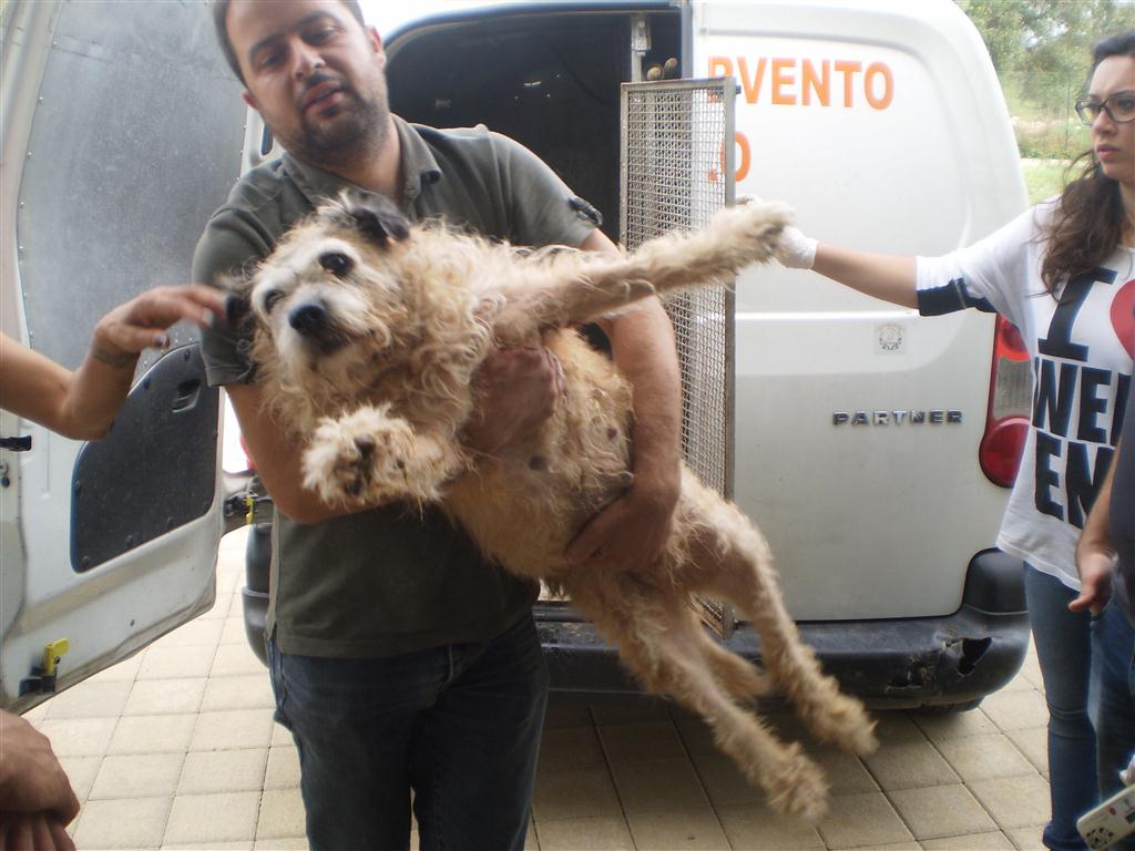 Aperto il nuovo canile-rifugio di Galatina