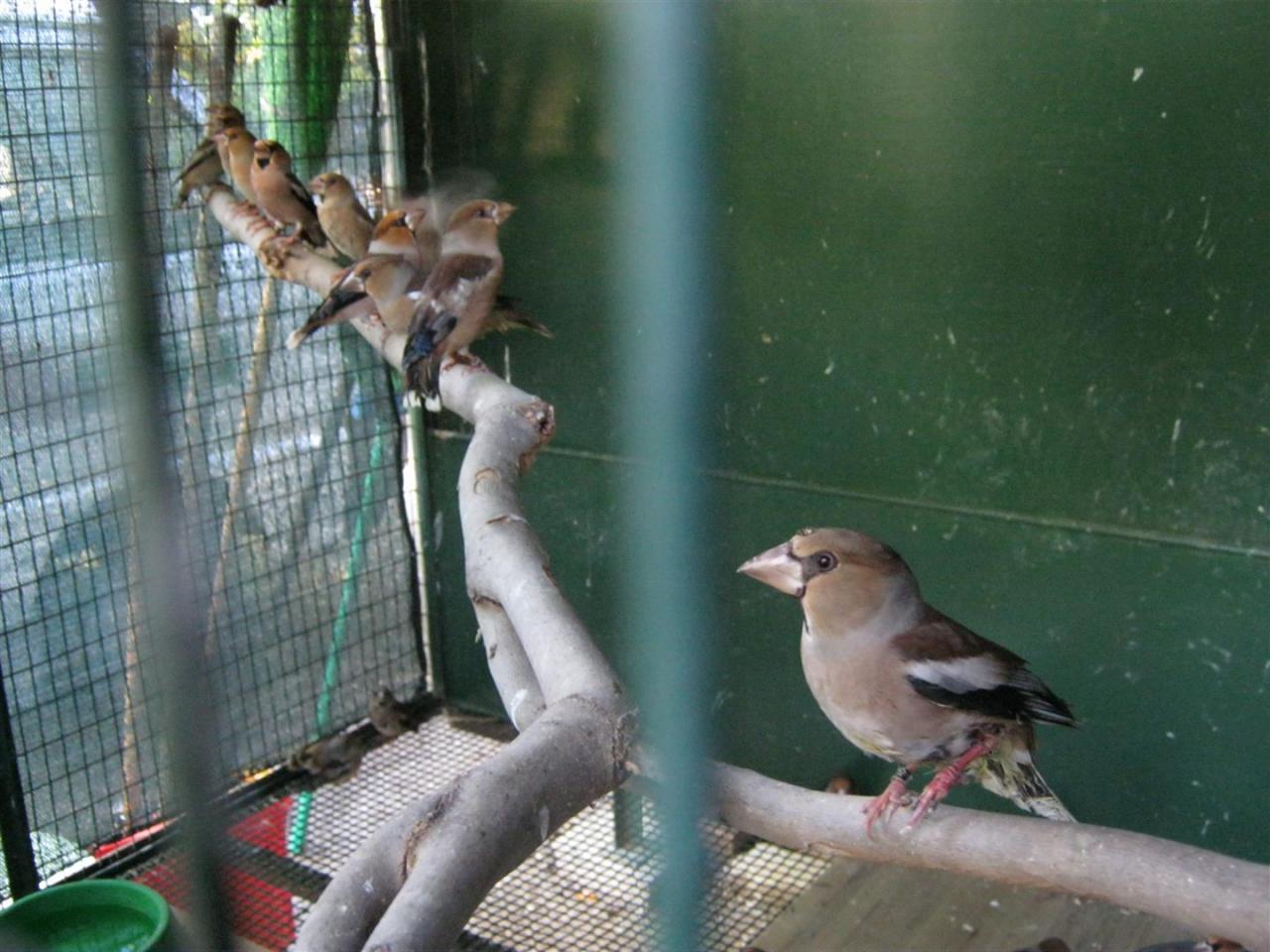 Sequestrati e liberati 120 uccelli trasportati abusivamente nel baule di un'auto
