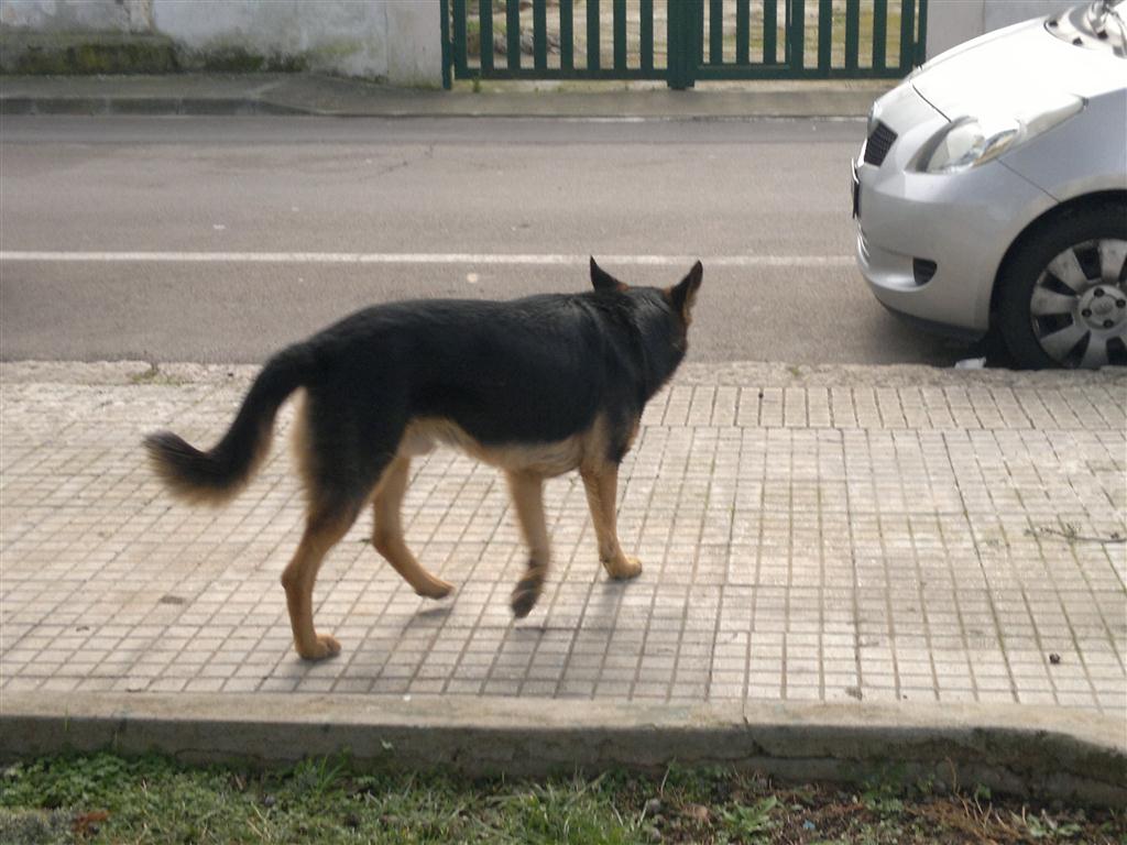 Spendere per i poveri i denari destinati ai cani? Spendere per i poveri i denari destinati ai cani?