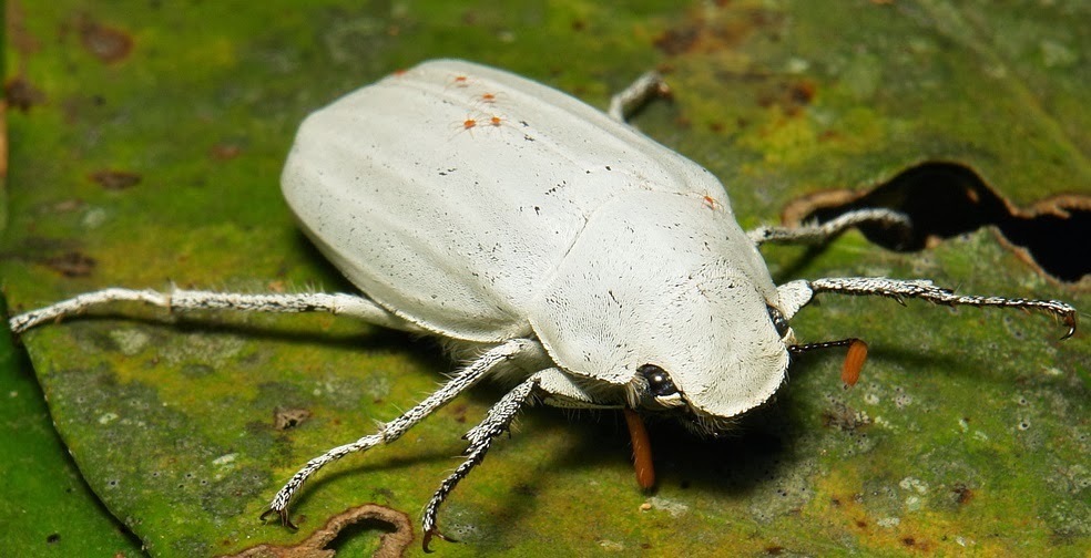 Il bianco di un coleottero rivoluzionerà l'industria delle vernici