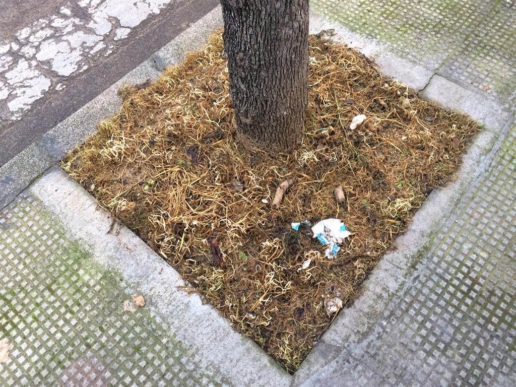 "Cicche e deiezioni di cani"