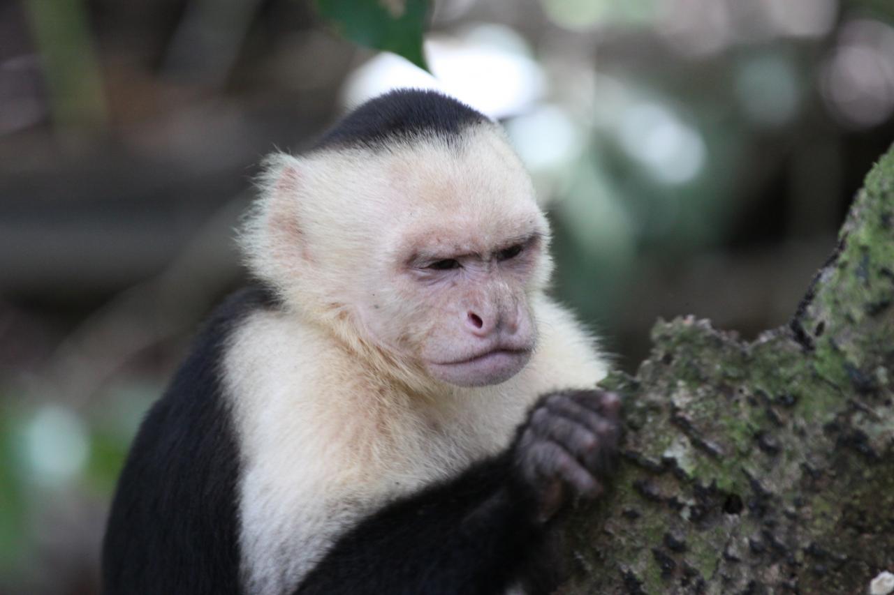 L'opportunità aguzza l'ingegno delle scimmie