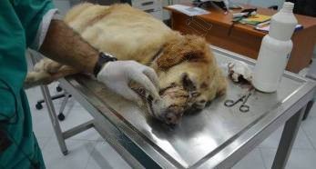 Prende a fucilate il cane del vicino, denunciato Prende a fucilate il cane del vicino, denunciato