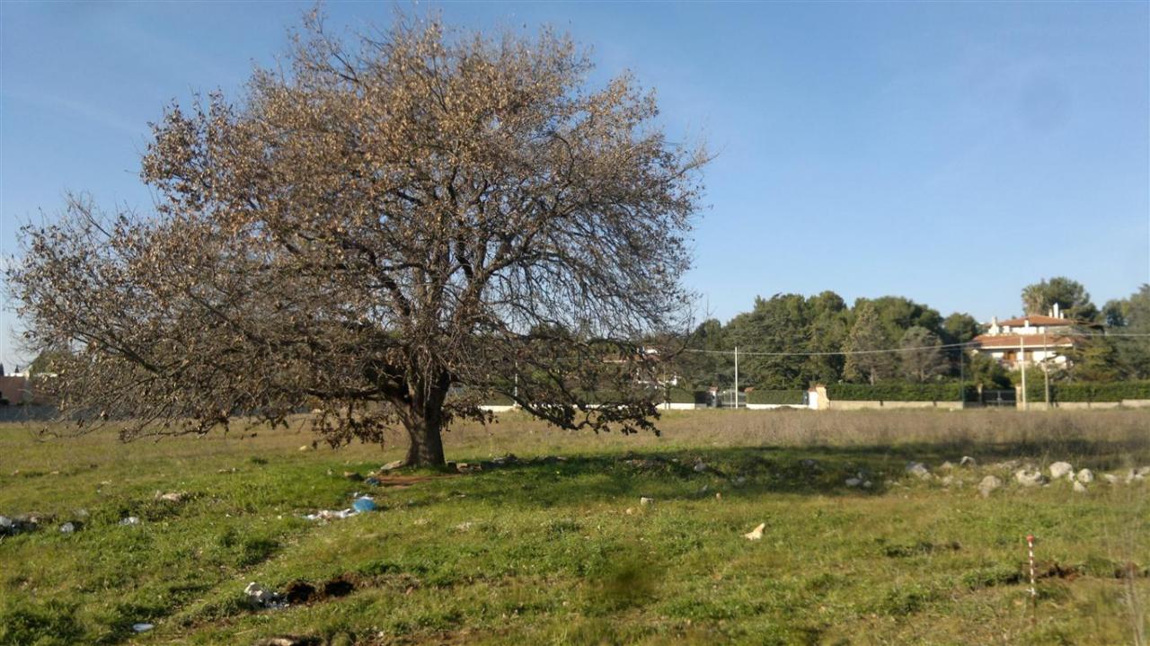 &quot;La quercia di San Sebastiano non ha più di 80 anni&quot;