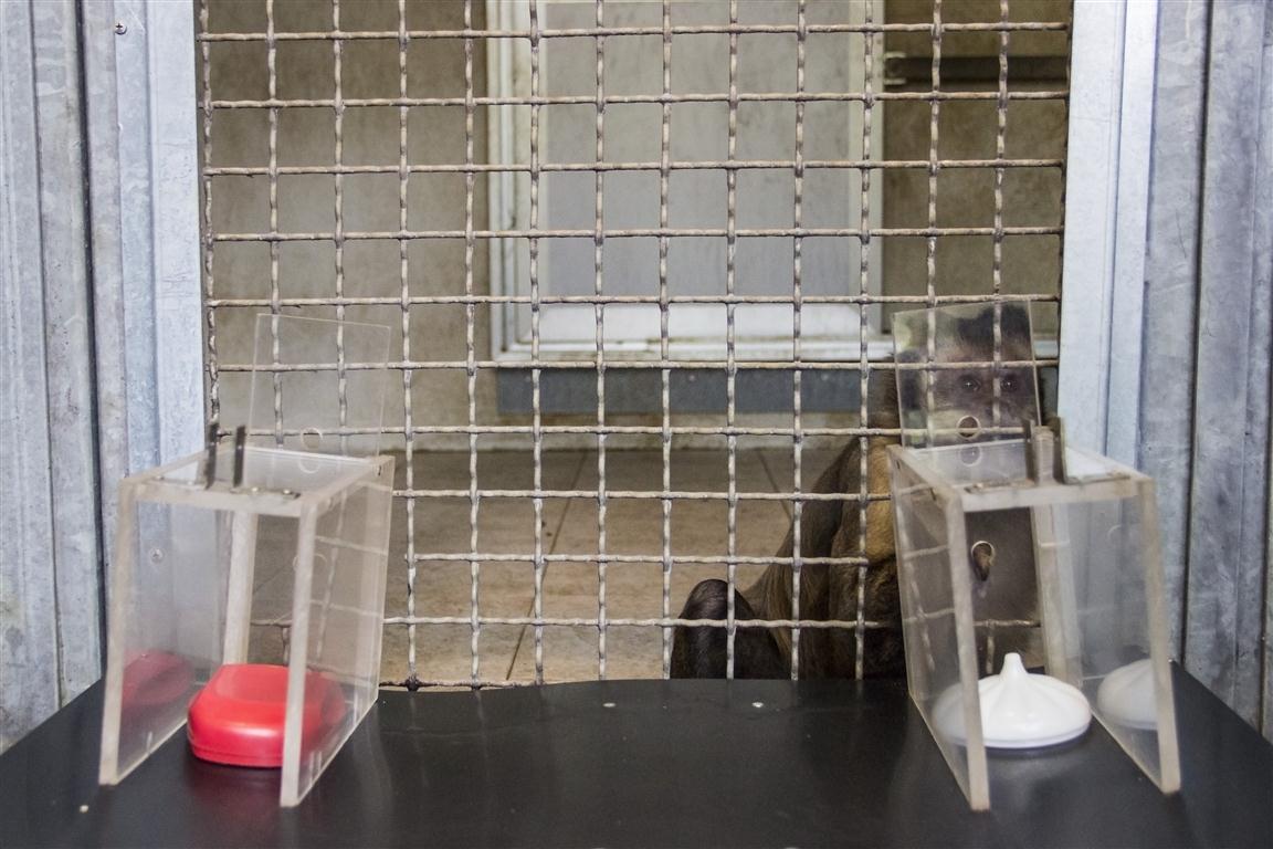 Il 'cebo dai cornetti' rischia ma non azzarda