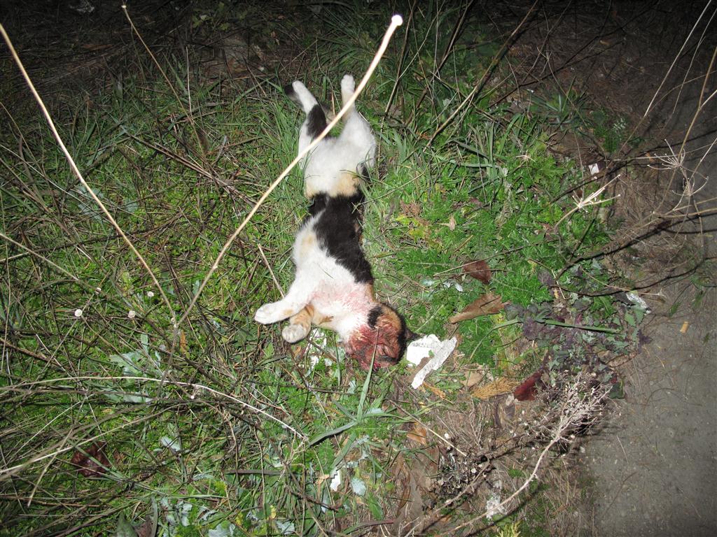 "Quel gatto non l'abbiamo ucciso noi"