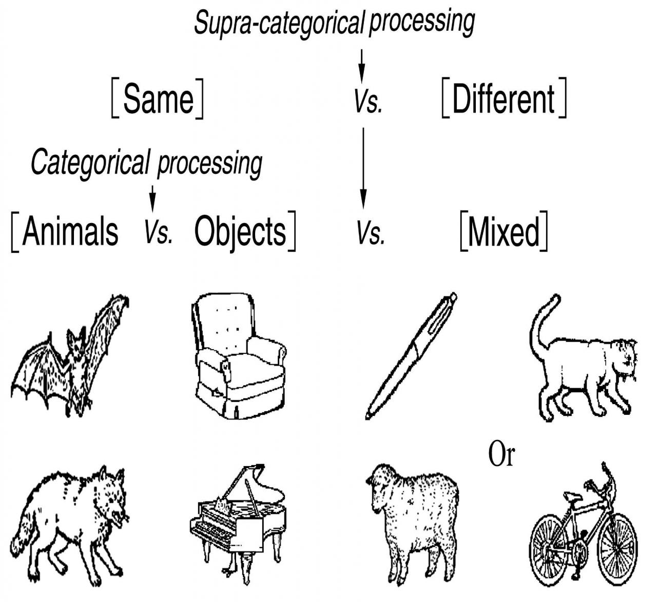 Il cervello umano distingue gli esseri viventi dagli oggetti in modo rapidissimo prima di esserne cosciente