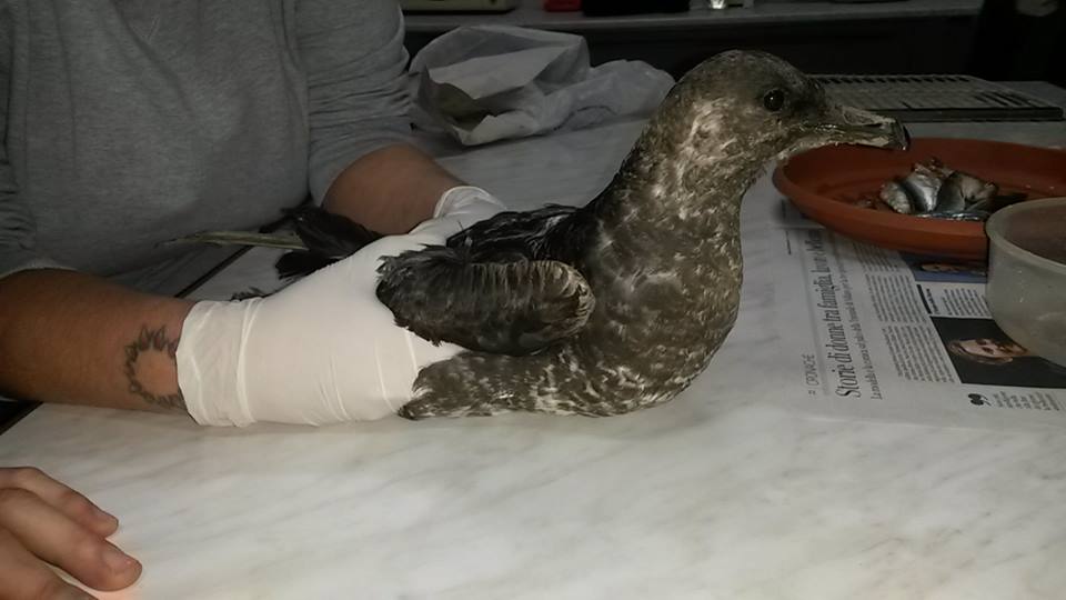 Curato e liberato uno stercorario mezzano