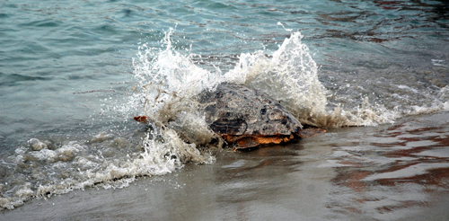 Al museo di Calimera un 8 marzo nella natura