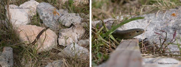 'Animali in controluce'