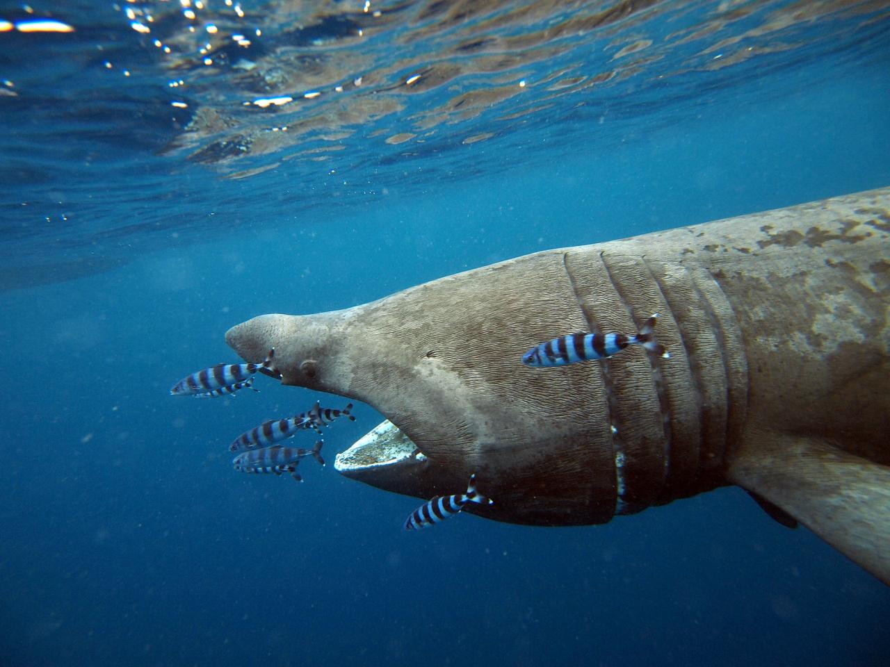 Avvistati due squali elefante a Leuca e Porto Cesareo
