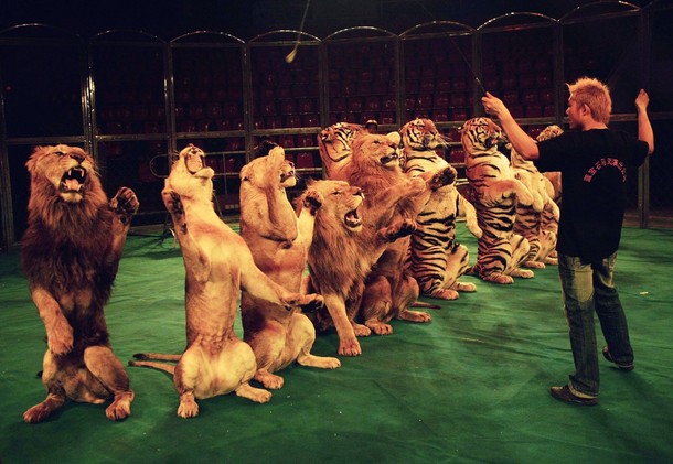 Alla larga i circhi con animali esotici!