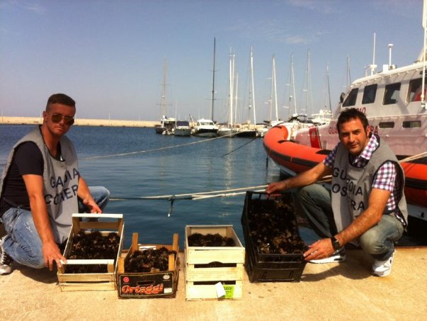Mille euro di multa per avere raccolto ricci in un'area marina protetta Mille euro di multa per avere raccolto ricci in un'area marina protetta