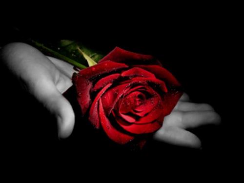 "Per 50 centesimi di rosa benedetta" "Per 50 centesimi di rosa benedetta"