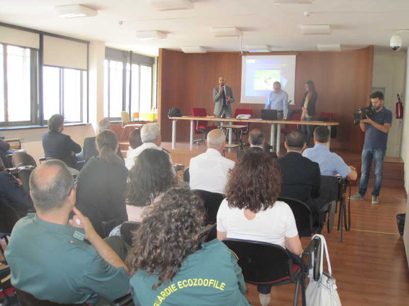 I cani randagi della provincia, un'indagine statistica