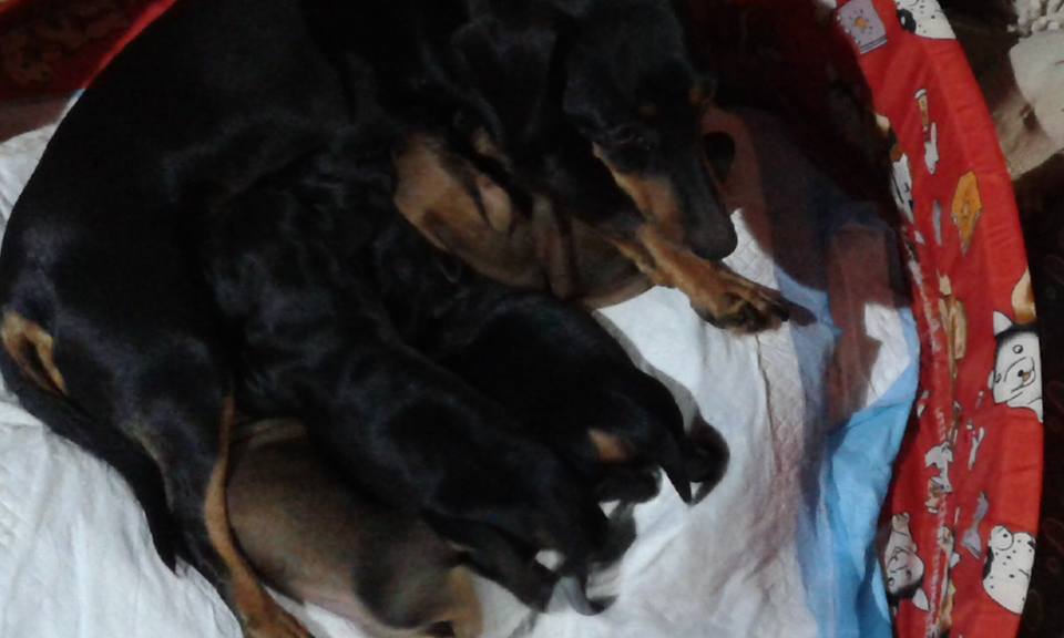 Brenda è tornata dai suoi cuccioli Brenda è tornata dai suoi cuccioli