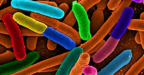 I batteri intestinali? Si sono adattati a inquinanti e antibiotici