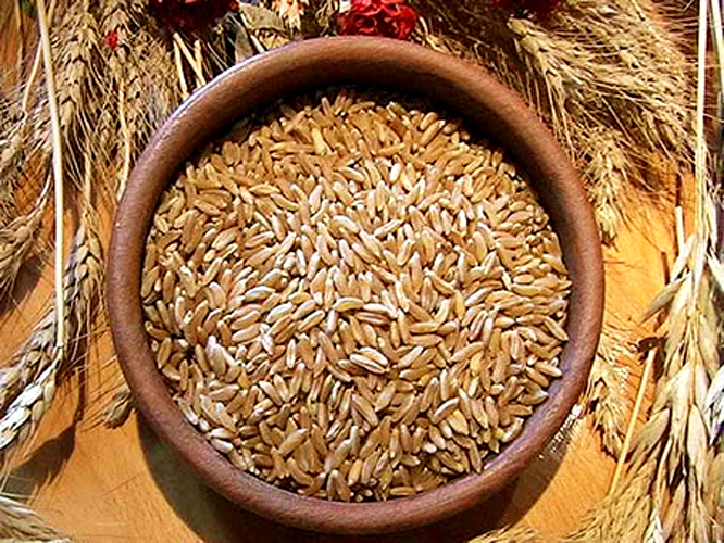 Grano monococco e il glutine diventa digeribile