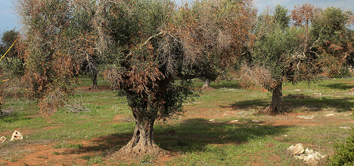 “Insieme contro il Complesso del Disseccamento Rapido dell’Olivo (CoDiRO)”
