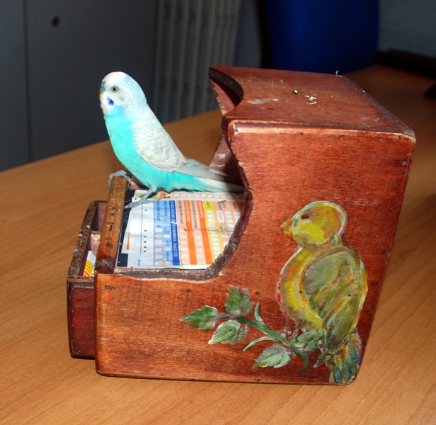 Maltrattamenti a 'cocorito', denunciate due persone