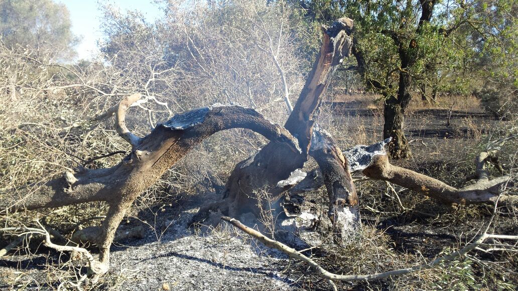 Cento ulivi distrutti dalle fiamme in Contrada Malevindi