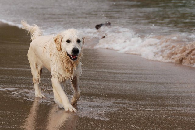 Cani in spiaggia? Non disturbano più degli umani