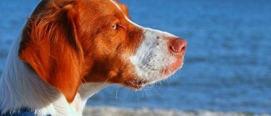 Cani in spiagga, occorre educare i padroni e controllare Cani in spiagga, occorre educare i padroni e controllare
