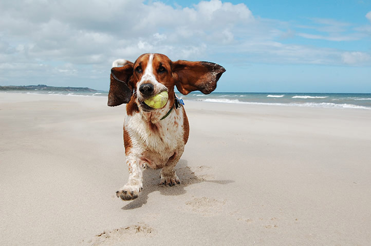Cani in spiaggia, educare i padroni è un obbiettivo possibile Cani in spiaggia, educare i padroni è un obbiettivo possibile