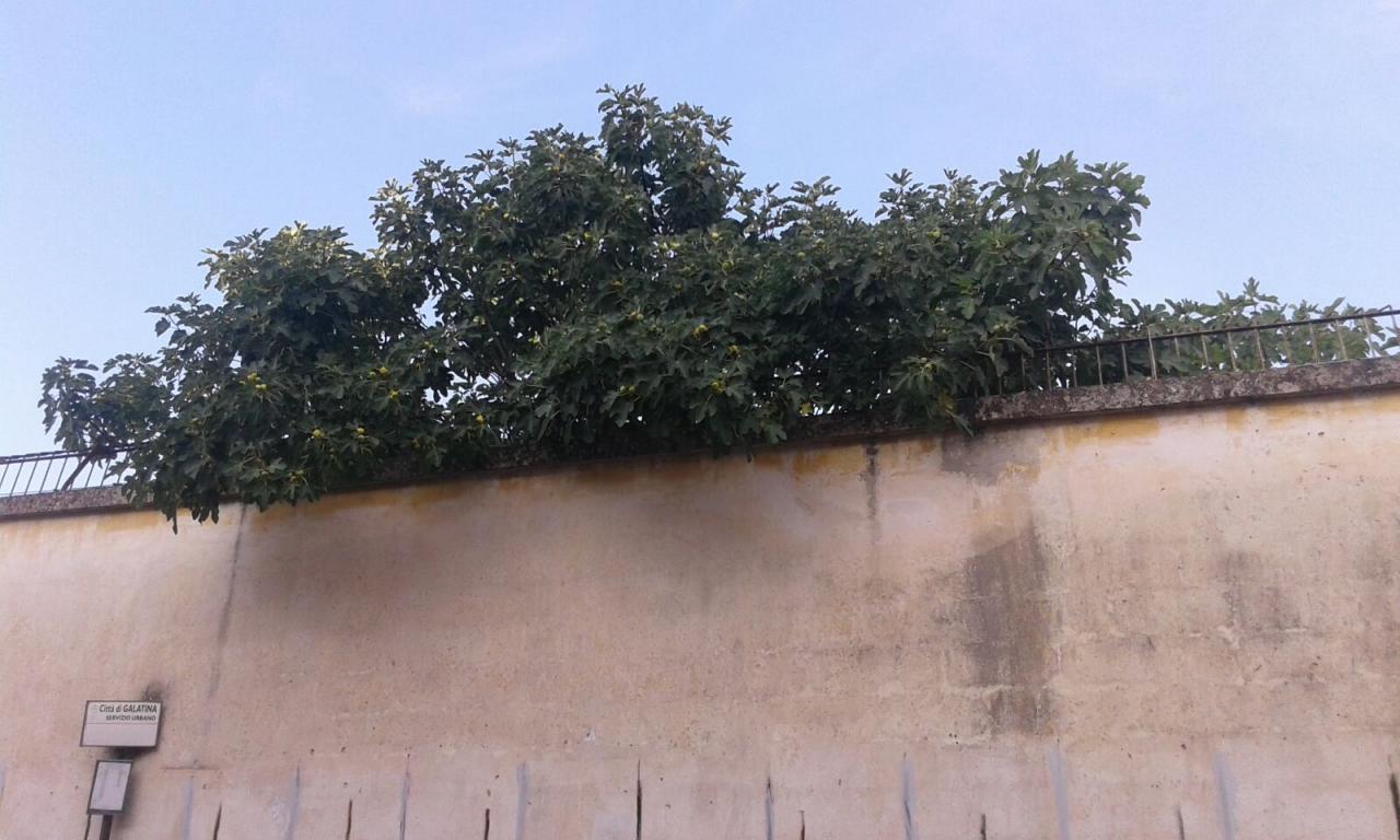 Attenzione, piovono fichi! E nessuno pulisce