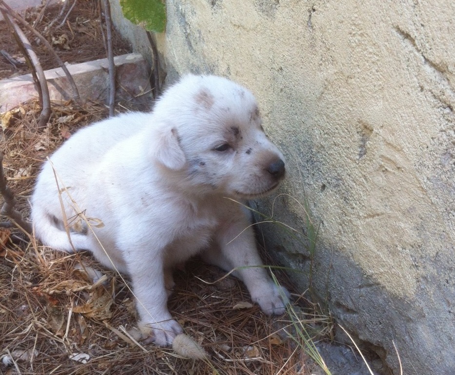 Sei cuccioli da adottare