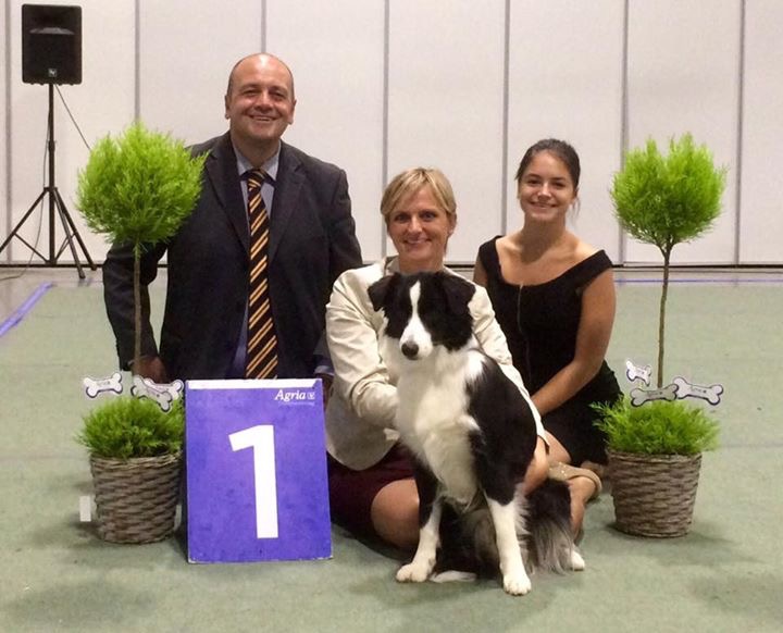 Border Collie galatinese campione d'Europa ad Oslo